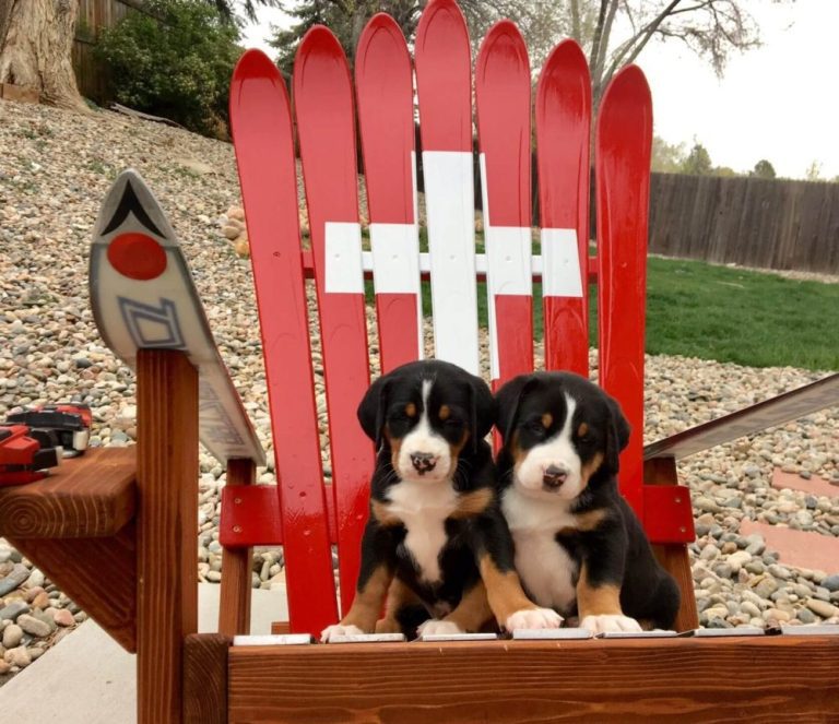 Swiss flag ski chair