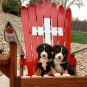 Swiss army ski chair with puppies